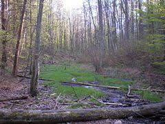 Rezerwat przyrody Cisowa